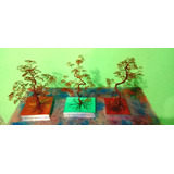 Árvores Bonsai