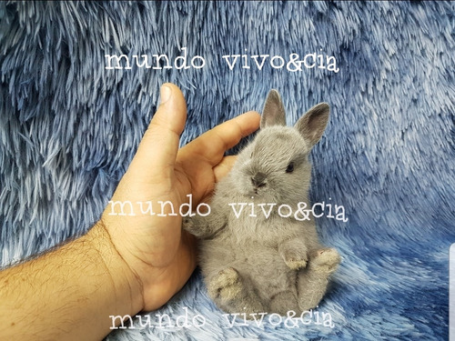 Mini Coelho Anão  Lindos 