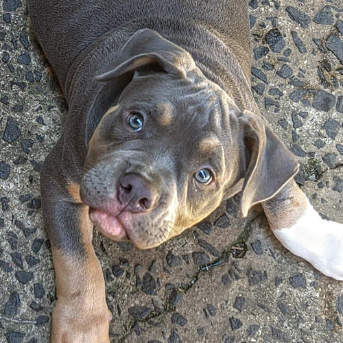 Filhote American Bully 