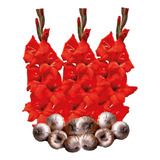 Bulbos Gladiolas Camotes Color Rojo P/ Siembra 10 Pzs 