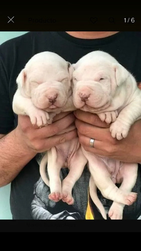 Hermosos Cachorros Pitbull