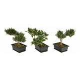 Nearly Natural 4122 Bonsai Decorative Silk Plant Collection