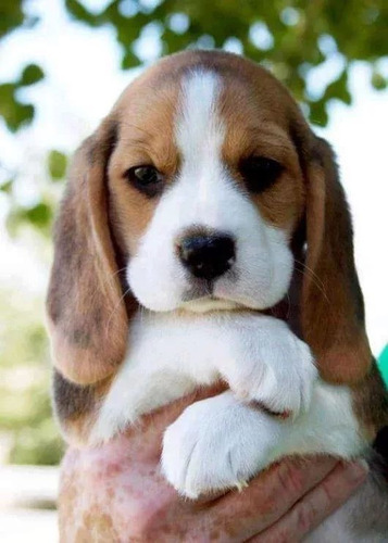 Hermosos Cachorros Beagle!!