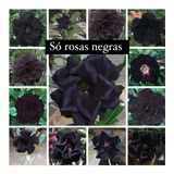 Rosa Do Deserto Kit Negras 40 Sementes