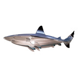 Tiburón De Acero Inoxidable Arte Decoración