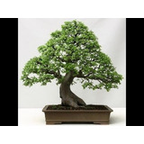 30 Sementes Bonsai Elmo Chines Ulmus Parvifolia Àrvore 