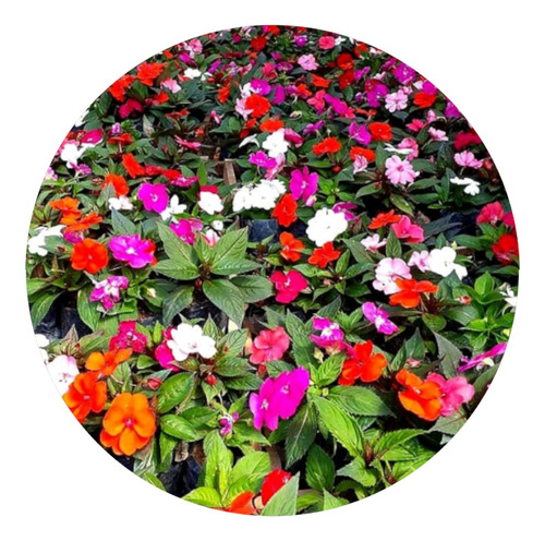  Kit 15 Mudas De Sunpatiens - Beijo Turco - Cores Variadas