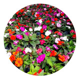  Kit 15 Mudas De Sunpatiens - Beijo Turco - Cores Variadas