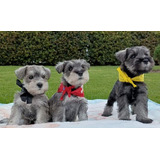 Cachorros Schnauzer Miniatura 