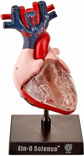 Bio Signos Anatomía Humana  Corazón
