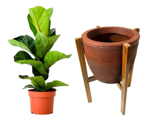 Muda De Ficus Lyrata + Vaso Com Suporte De Madeira P/ Sala
