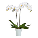 Orquidea Phaleanopsis 2 Varas - Naturaleza Activa