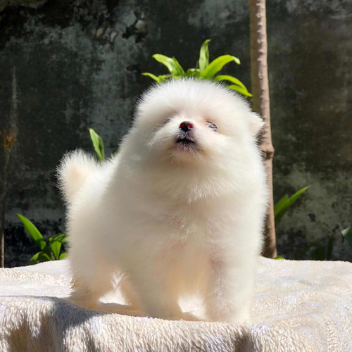 Pomeranias Lulú Macho Blanco