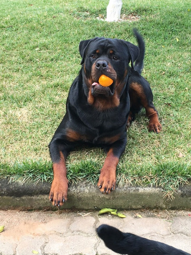 Filhote Rottweiler Pronta Entrega Alemão.