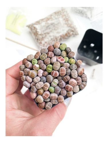 Lithops 100 Semillas Con Kit De Siembra Piedras Vivientes Vp