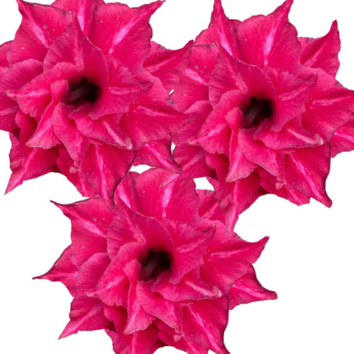 Enxerto Rosa Do Deserto Flor Dobrada Rosa Pink Ts242