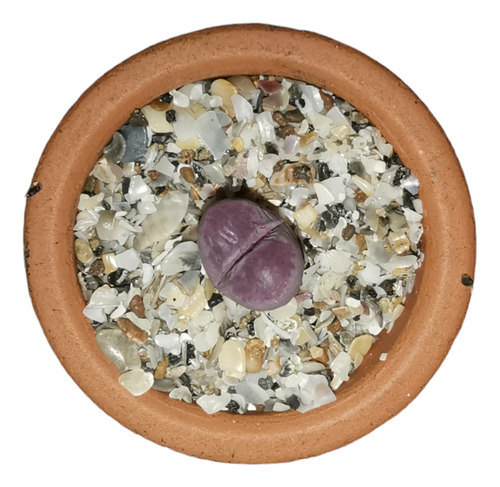 Lithops Optica Rubra 