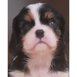 Cavalier King Charles Spaniel Fêmea Pedigree