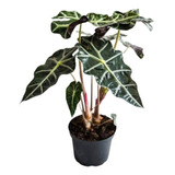 Alocasia Amazónica / Ala De Murciélago Ideal Para Inetriores