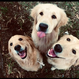 Cachorros Golden Retriever 