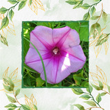 60 Semillas Flor Ipomoea Tricolor
