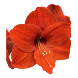 Bulbo Hippeastrum Amarilys Variedad Naranja + Kit De Cultivo