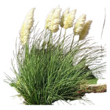 Pampa Grass ( Planta ) 1.70 M Plumero Blanco 