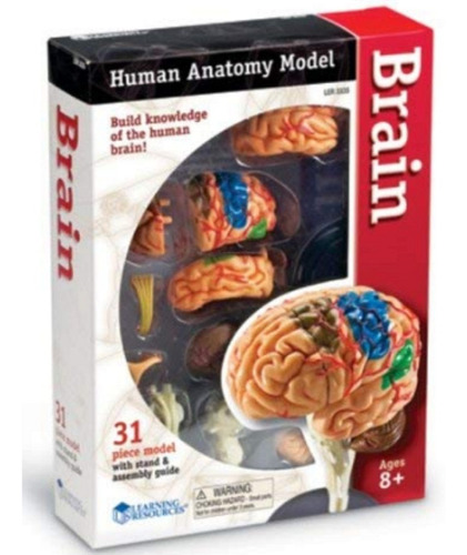  Anatomia Cerebro Humano  Juego Educativo  Niños Cientificos