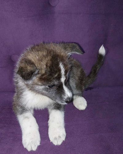  Akita Inu Cachorros