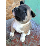 Cachorros Akita Americano