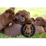 Cachorros Labrador Chocolate Criadero Premium Rural