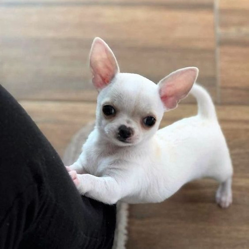 Cachorro Chihuahua Blanco Cabeza De Manzana 07