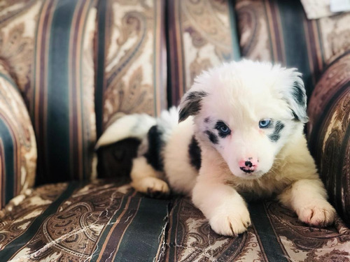 Cachorro Border Collie  Mascotas Rionegro Medellín Bogota