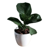 Combo Decoración De Interiores Ficus Pandurata - Lyrata