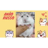 Hamster Anão Russo Cor Pérola