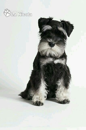 Cachorro Schnauzer Mini 11