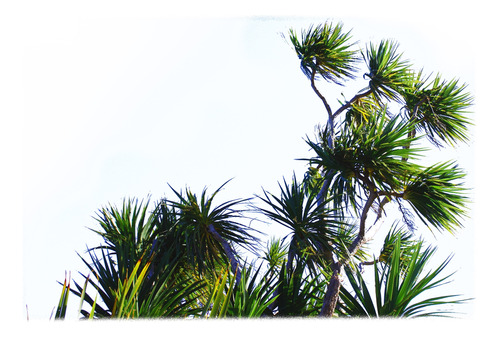 Palmera De Interior - Dracena Marginata