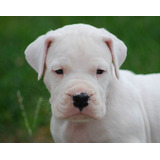 Cachorro Dogo Argentino 2