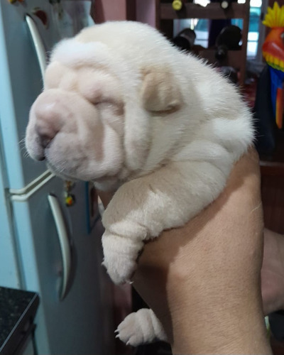 Cachorros Sharpei