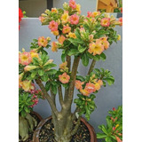  Adenium Rosa Del Desierto Mariposa