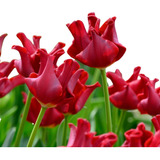 8 Bulbos De Tulipán Red Dress Variedad Premium!  
