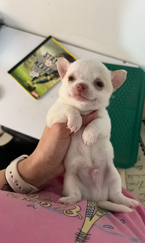 Chihuahua Mini Inst: Tu Mascota Ideal