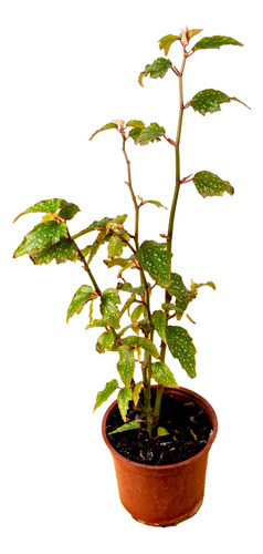 Begonia Ala De Ángel Planta De Interior