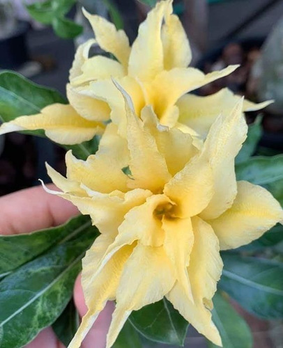  Adenium Rosa Del Desierto Color Amarillo Canario