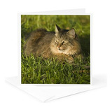 Tarjeta De Felicitación - Gato Maine Coon, Florida, Ee. Uu. 