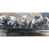 Bulldog Machos Y Hembras Disponibles Para Entrega Inmediata