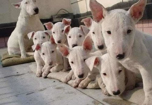 Bull Terrier Lindos Filhotes Microchipados