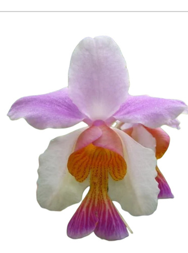 Orquídea Vanda Tere Adulta Más Dendrobium De Regalo 