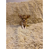 Chihuahuas Preciosos, Inscritos En Kennel Club