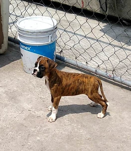 Boxer Con Pedigree Internacional